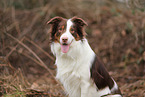 Australian Shepherd