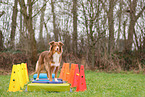 Australian Shepherd