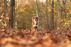 Australian Shepherd