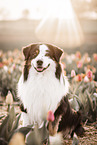 male Australian Shepherd