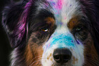 Australian Shepherd