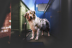 Australian Shepherd