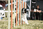 Australian Shepherd