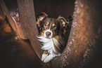 Australian Shepherd