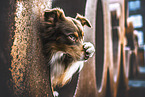 Australian Shepherd