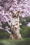 Australian Shepherd