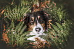 Australian Shepherd