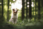 Australian Shepherd Puppy