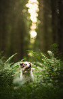 Australian Shepherd Puppy