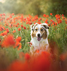 female Australian Shepherd