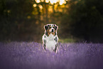Australian Shepherd