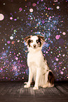 Australian Shepherd