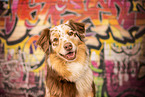 Australian Shepherd