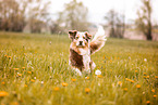 Australian Shepherd