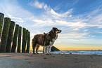 Australian Shepherd