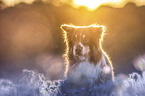 Australian Shepherd