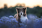 Australian Shepherd