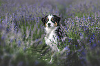 Australian Shepherd