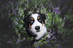 Australian Shepherd