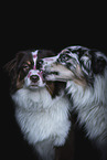 Australian Shepherds