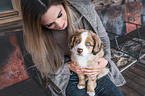 Australian Shepherd puppy