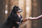 male Australian Shepherd