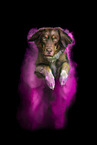 male Australian Shepherd