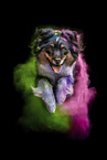 female Australian Shepherd