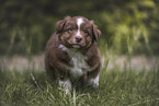 Australian Shepherd Puppy
