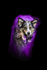 female Australian Shepherd