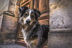 female Australian Shepherd