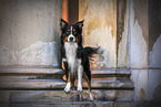 male Australian Shepherd