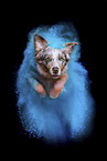 female Australian Shepherd