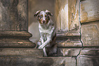 female Australian Shepherd