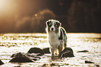 young Australian Shepherd