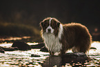 young Australian Shepherd
