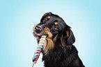 Australian Shepherd with lolly