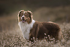 Australian Shepherd