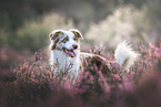 Australian Shepherd