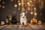Australian Shepherd Puppy