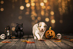 Australian Shepherd Puppy