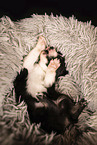Australian Shepherd Puppy
