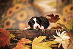 Australian Shepherd Puppy
