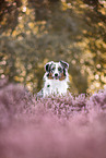Australian Shepherd