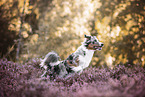 Australian Shepherd