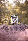 Australian Shepherd