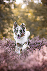 Australian Shepherd