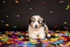 Australian Shepherd Puppy