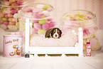 Australian Shepherd Puppy