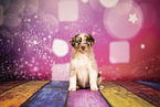 Australian Shepherd Puppy